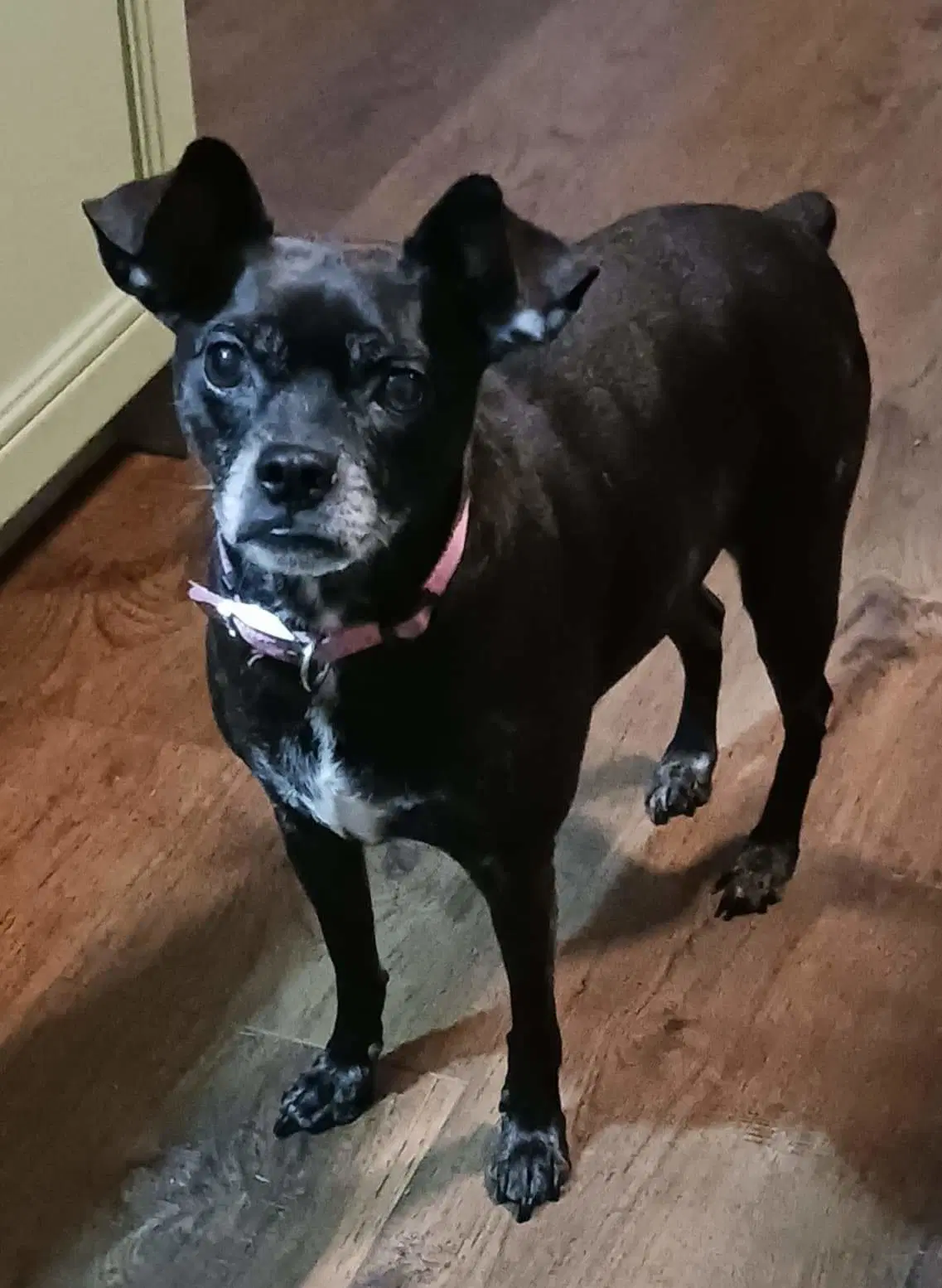 Gigi - Boston Terrier