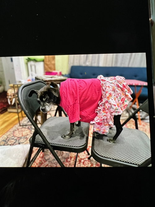 Gigi, photo 4