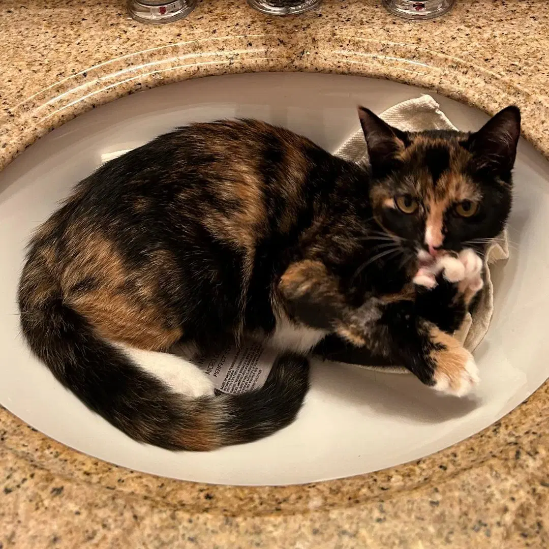 Lola image 2