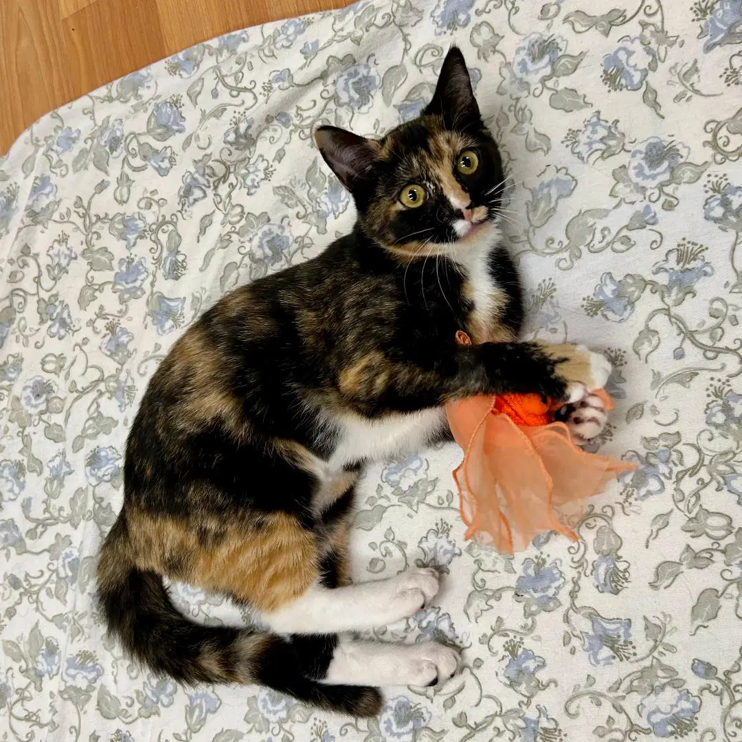 Lola - Domestic Short Hair