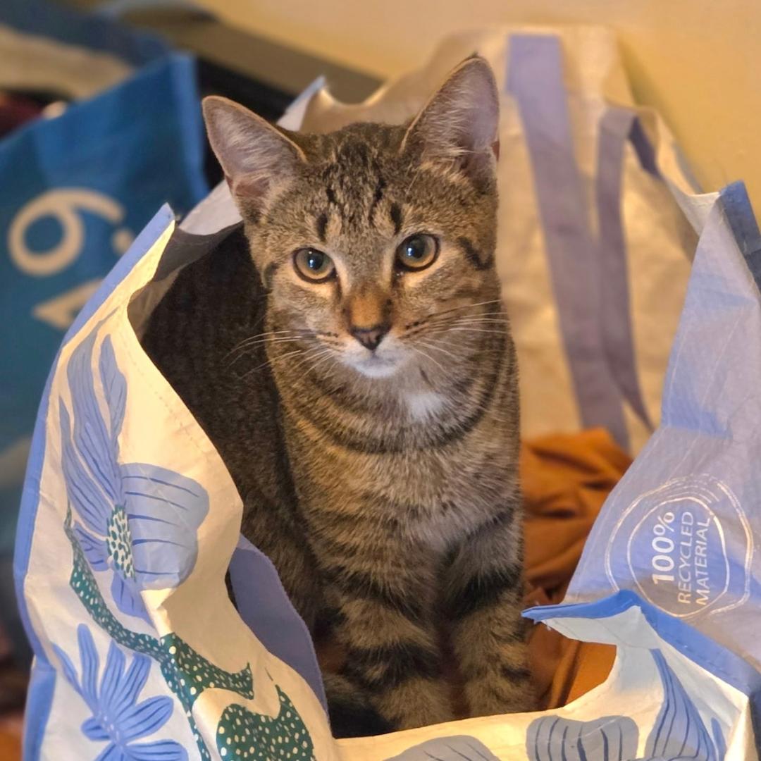 Tigress (and Pantera), Domestic Short Hair