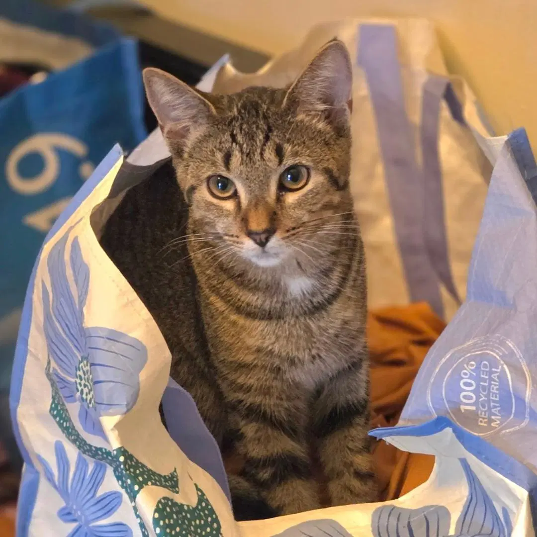 Tigress And Pantera Need Foster Home - Domestic Short Hair