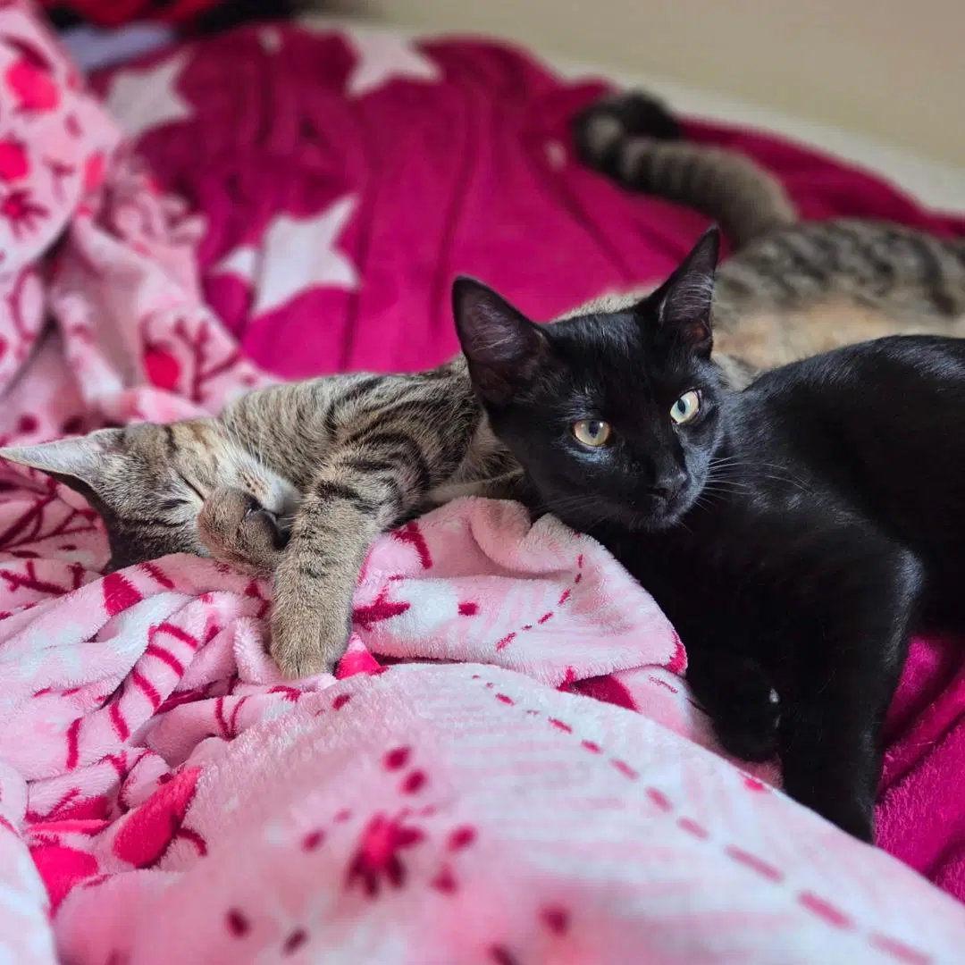 Tigress And Pantera Need Foster Home image 2