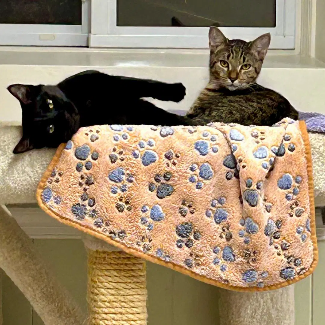 Tigress And Pantera Need Foster Home image 4