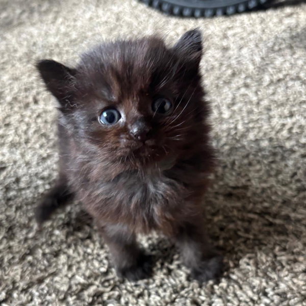 Fluff and Puff (Need Foster Home)