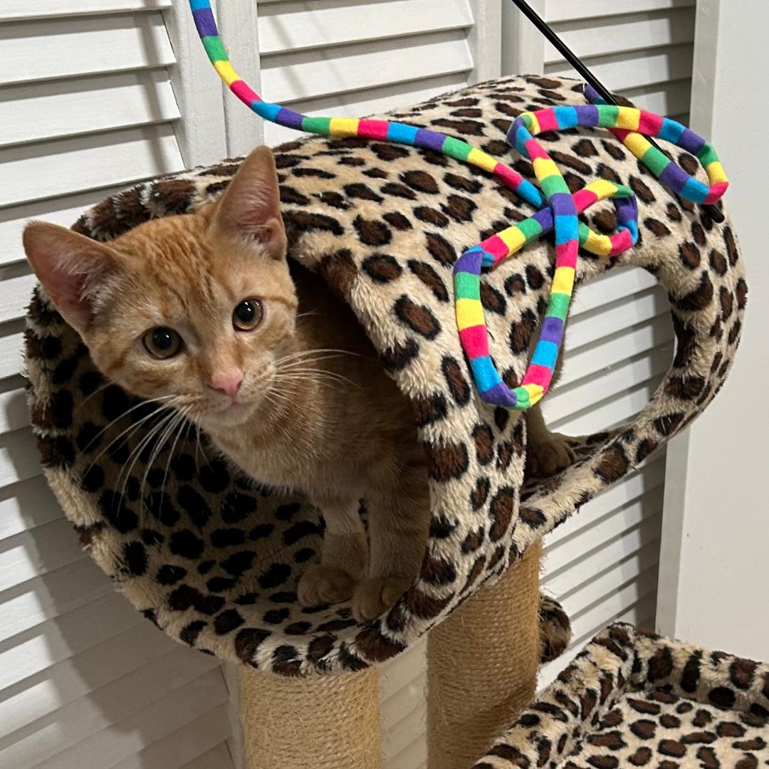 Gina (Adopted!), Domestic Short Hair