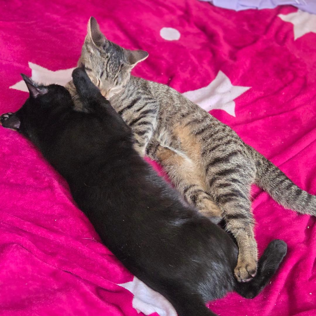 Pantera (and Tigress), photo 3