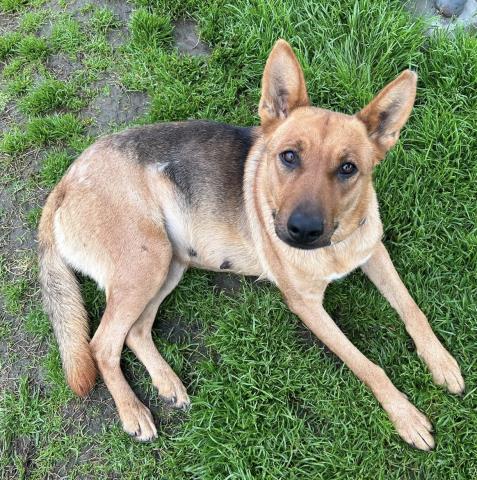 adoptable Dog in Bakersfield, CA named LIBERTY