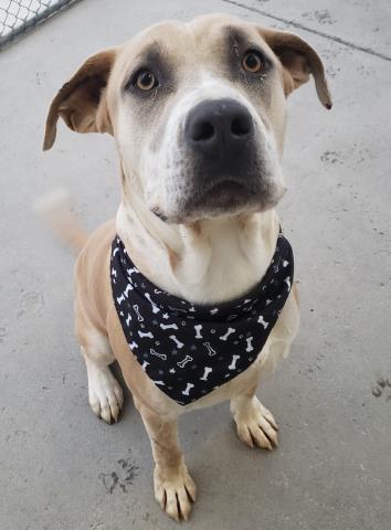 adoptable Dog in Bakersfield, CA named *BOURBON