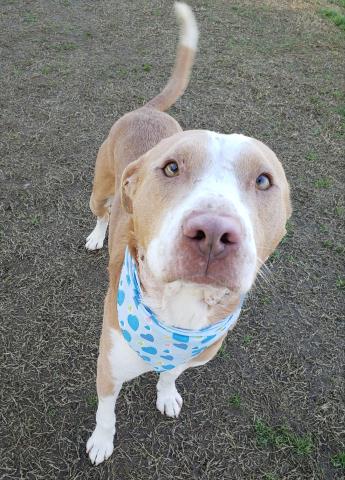 adoptable Dog in Bakersfield, CA named *LOVEBUG