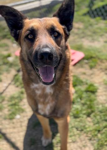 adoptable Dog in Bakersfield, CA named KODI