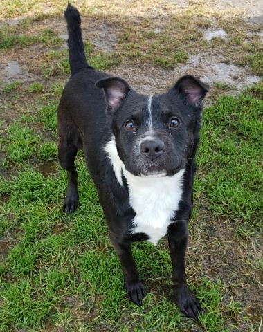 adoptable Dog in Bakersfield, CA named BUBBA