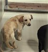 adoptable Dog in bakersfield, CA named *CHILI