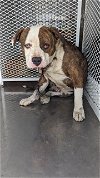adoptable Dog in bakersfield, CA named *BIG DADDY