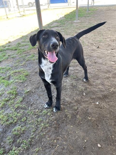 adoptable Dog in Bakersfield, CA named *CHARLIE