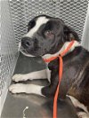 adoptable Dog in bakersfield, CA named *MITCHELLE