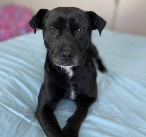 adoptable Dog in Bakersfield, CA named *WALDIN
