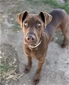 adoptable Dog in bakersfield, CA named *INDIA