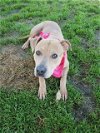 adoptable Dog in  named *LUCILLE