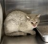 adoptable Cat in , Unknown named * ICICLE