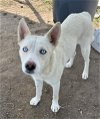 adoptable Dog in bakersfield, CA named *SNOWBALL