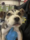 adoptable Dog in bakersfield, CA named *ROMY