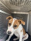 adoptable Dog in bakersfield, CA named *LUCILLE