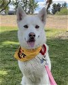 adoptable Dog in bakersfield, CA named *CLOVE