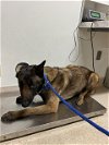 adoptable Dog in bakersfield, CA named *BONNIE