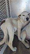 adoptable Dog in bakersfield, CA named *LESLIE JONES