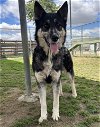 adoptable Dog in bakersfield, CA named *BLOSSOM
