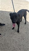 adoptable Dog in bakersfield, CA named *FIGGY