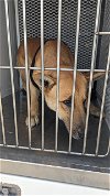 adoptable Dog in bakersfield, CA named *TRUSTY