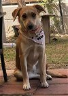 adoptable Dog in bakersfield, CA named *ETHEL