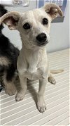 adoptable Dog in bakersfield, CA named *CANNOLI