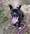 adoptable Dog in bakersfield, CA named *GLITTER