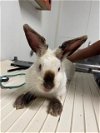 adoptable Rabbit in bakersfield, CA named *MOCHI