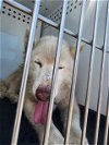 adoptable Dog in bakersfield, CA named *SAMPSON