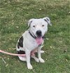 adoptable Dog in bakersfield, CA named *MELODY