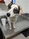 adoptable Dog in bakersfield, CA named AUSSICO