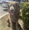 adoptable Dog in bakersfield, CA named *CHARLIE