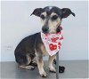 adoptable Dog in bakersfield, CA named *MARY