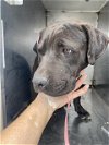 adoptable Dog in bakersfield, CA named AKON