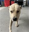 adoptable Dog in bakersfield, CA named *JOCKO