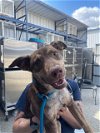 adoptable Dog in bakersfield, CA named *MILKDUD