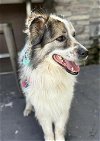 adoptable Dog in bakersfield, CA named ALASKA
