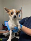 adoptable Dog in bakersfield, CA named *MAY