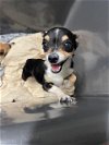 adoptable Dog in bakersfield, CA named *LEE