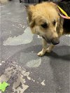 adoptable Dog in bakersfield, CA named *LADY