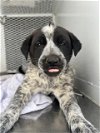 adoptable Dog in  named A1201694